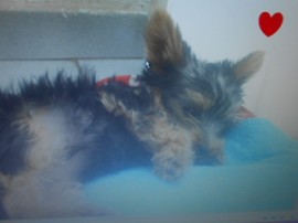 starki